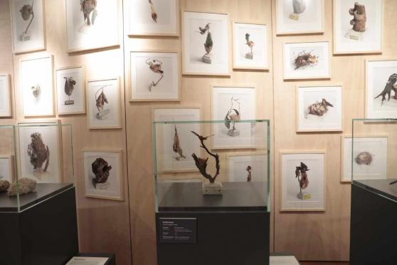 Die Geheimnisse der Vogelnester: Sonderausstellung im Senckenberg Museum Grlitz