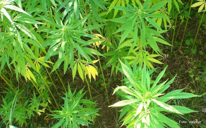 Cannabis – die Gesetzeslage bleibt eindeutig Cannabis – die Gesetzeslage bleibt eindeutig