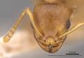 Grlitzer Forscher: Ameisen "vom Winde verweht" 