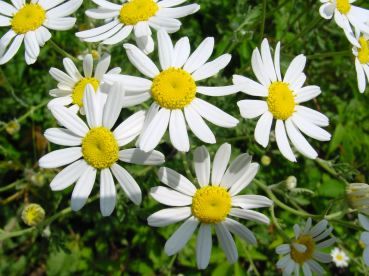 Bild zu Botanische Raritt