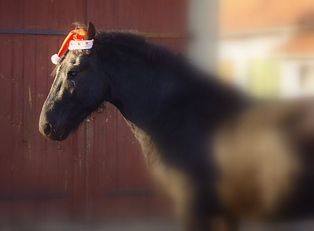 Bild zu Pferdeweihnacht