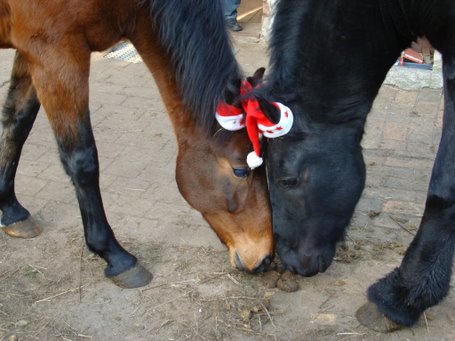 Bild zu Pferdeweihnacht