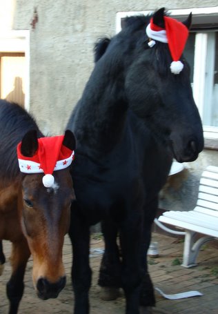 Bild zu Pferdeweihnacht