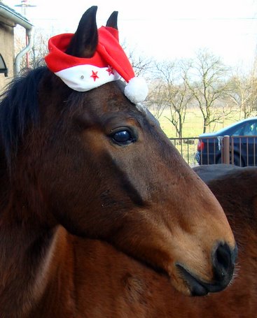 Bild zu Pferdeweihnacht