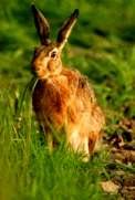 Bild zu Osterhase unmoralisch