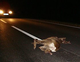 Bild zu Wildunfall auf der B99