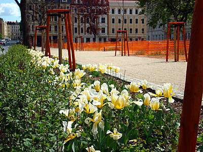 Bild zu Lutherplatz und mehr