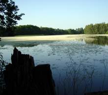 Bild zu Teichblte in der Oberlausitz