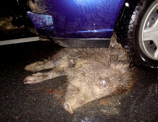 Bild zu Schwein tot, Fahrer unverletzt