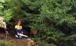 Bild zu Weihnachtsbaum fr das Landratsamt