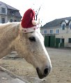 Bild zu Weihnacht mit Pferden