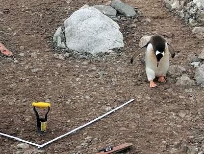 Bild zu Senckenberg bringt Grlitz in die Antarktis