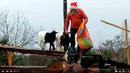 Bildtitel: Weihnachtsmann bei den Dachziegen auf der Kulturinsel Einsiedel Bild zu Weihnachtsmann bei den Dachziegen auf der Kulturinsel Einsiedel
