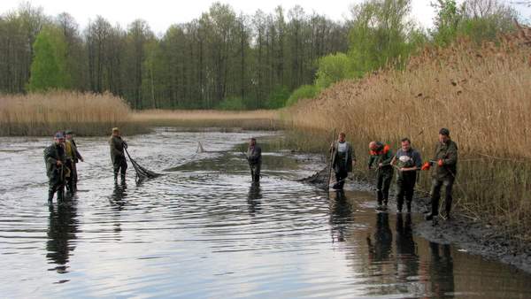 Im Karpfenleben heißt es viermal umziehen Im Karpfenleben heißt es viermal umziehen