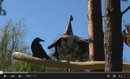 Bildtitel: Neue Nester für die Vögel! Bild zu Neue Nester für die Vögel!