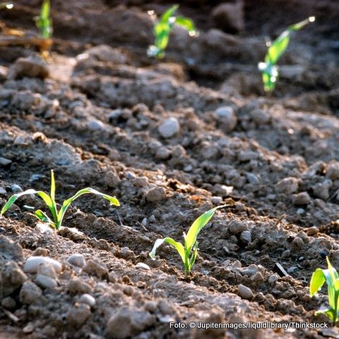 Bild zu Biogas - in Sachsen auf dem Vormarsch