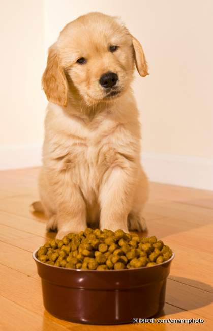 Bild zu Immer mehr Hunde leiden unter Allergien