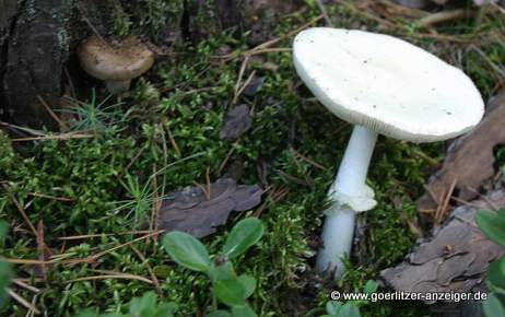 Unbekannte Pilze im Zweifel einfach stehen lassen Unbekannte Pilze im Zweifel einfach stehen lassen