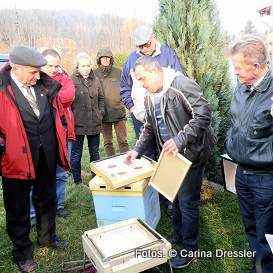 Bild zu Imker in Niederschlesien zum Honigbienensterben