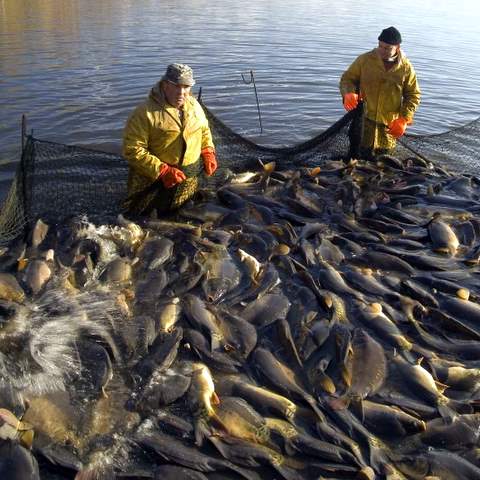 Bild zu Bio-Karpfen von Kreba Fisch ziehen um in anderen Teich