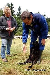 Bild zu Tiermedizin in der kologischen Tierhaltung