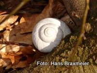 Bild Schnecke