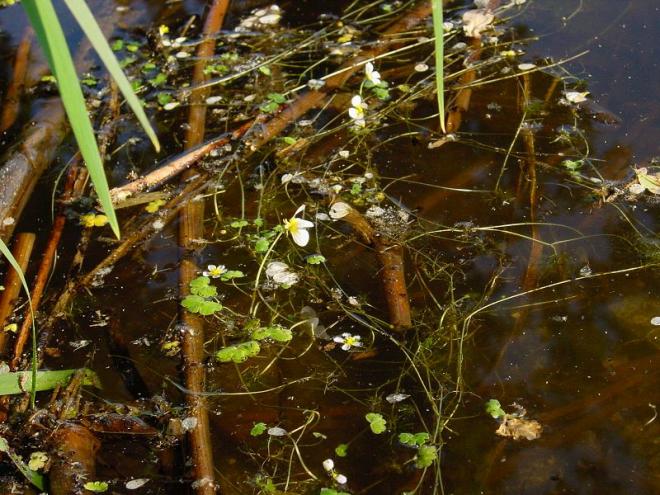 Bild zu Der Wasserhahnenfu . . .