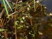 Bild zu Der Wasserhahnenfu . . .