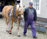 Bild zu Das Pferd im Mittelpunkt