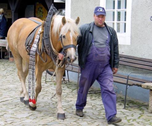 Bild zu Das Pferd im Mittelpunkt