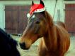 Bild zu Pferdeweihnacht
