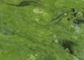  Cyanobakterien im Stausee Quitzdorf