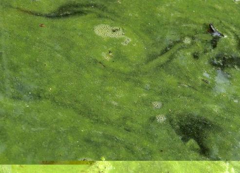 Bild zu  Cyanobakterien im Stausee Quitzdorf