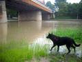 Hochwasser in Grlitz bislang glimpflich