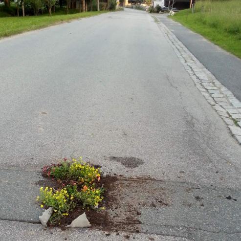 Bild zu Flower Power in Markersdorf