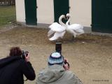 Bild zu Franzi und ihr neuer Schwan