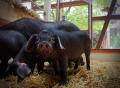 Tierpark Grlitz stellt Schweineterrarium vor