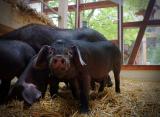 Bild zu Tierpark Grlitz stellt Schweineterrarium vor