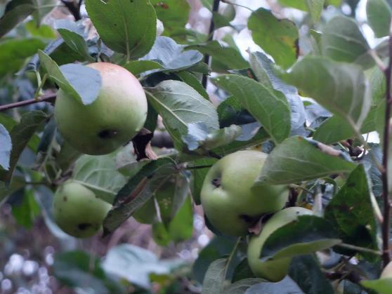 Kostenfreie Apfelbäumchen für Schulen und Kitas