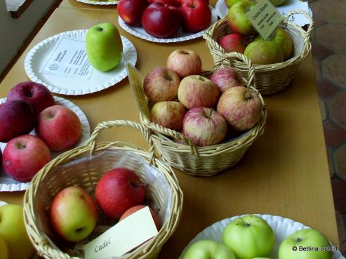 Bild zu Vielfalt Apfel: Sortenschau im Grlitzer Naturkundemuseum