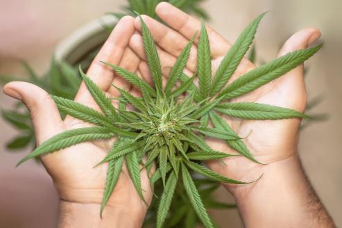 Bild zu Cannabis-Legalisierung: Rechtliche Neuerungen und Herausforderungen 