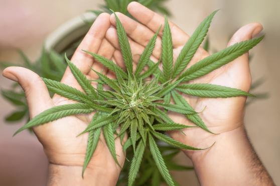 Bild zu Cannabis-Legalisierung: Rechtliche Neuerungen und Herausforderungen 