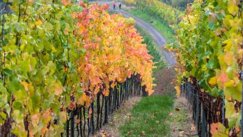 Bild zu Reiseziele fr den Herbst: Von der Neie bis zum Balaton