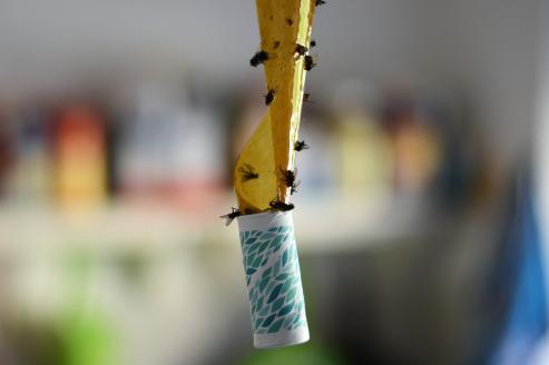 Bild zu Wenn Insekten lstig werden: Wirksame Mittel gegen Mcken und Ameisen