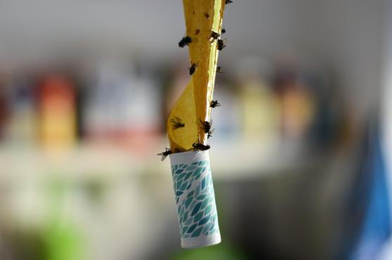 Bild zu Wenn Insekten lstig werden: Wirksame Mittel gegen Mcken und Ameisen