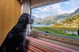 Bild zu Tierisch gut reisen: Tipps fr ein stressfreies Reisen mit Haustieren