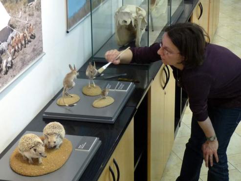 Bild zu Senckenberg Grlitz stellt in der Mongolei aus