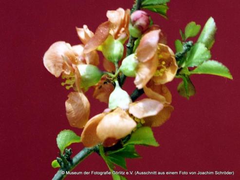 Bild zu Fotomuseum Grlitz zeigt neue Ausstellung