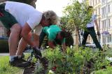 Bild zu Grlitzer Pltze erblhen: Sommerbepflanzung ist gestartet