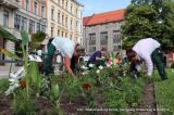 Bild zu Grlitz pflanzt den Sommer